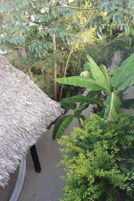 Appartement Jungla Bacalar Extérieur photo