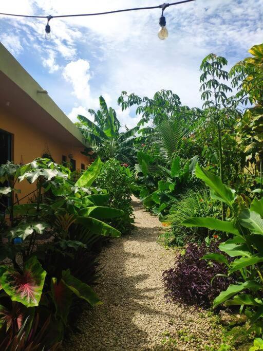 Appartement Jungla Bacalar Extérieur photo