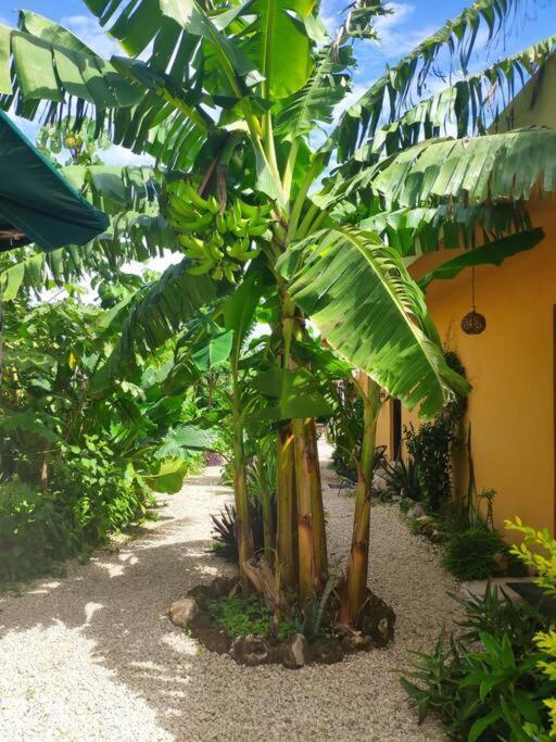 Appartement Jungla Bacalar Extérieur photo